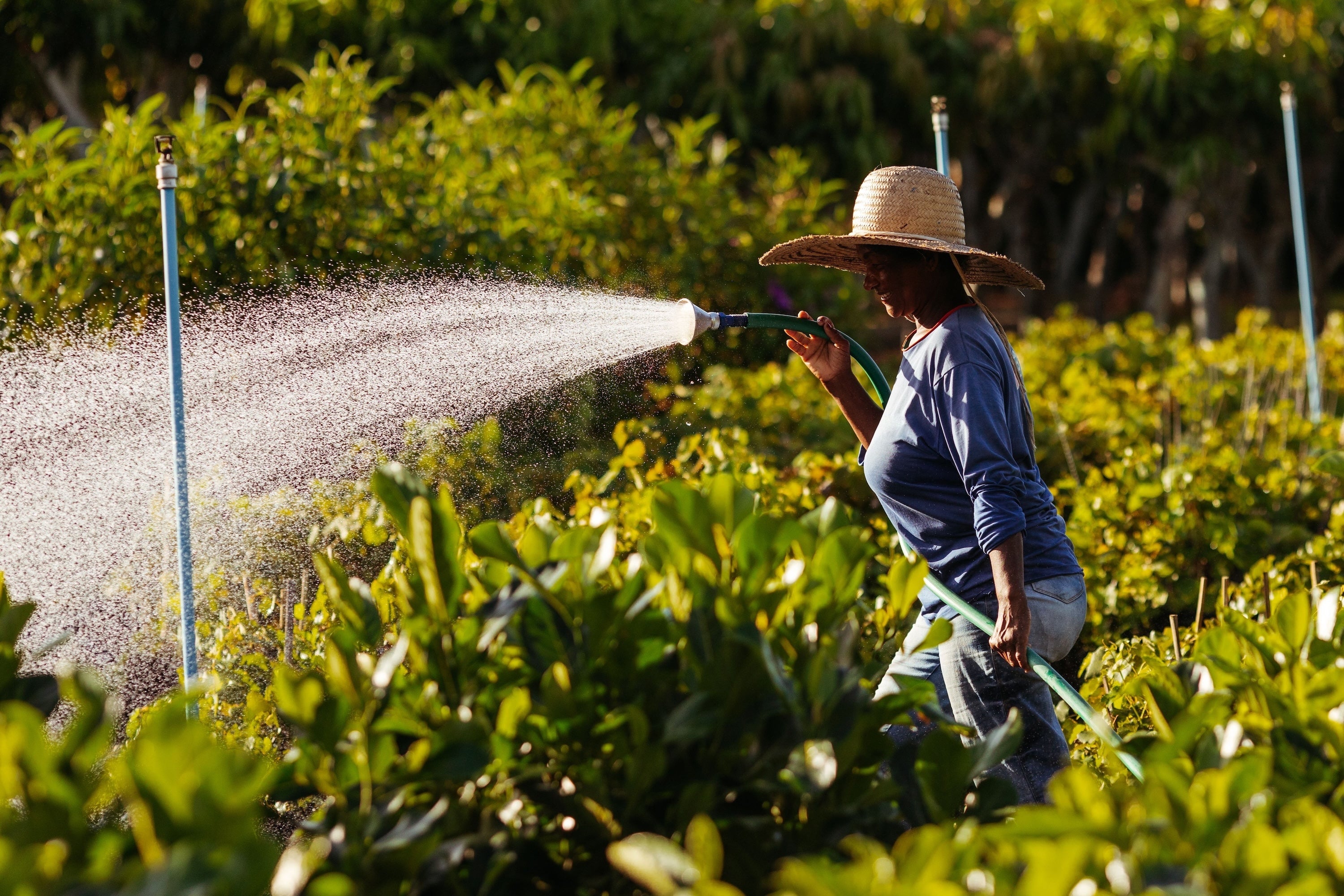Starting a Thriving Fall Garden from Seeds: a Beginner's Guide