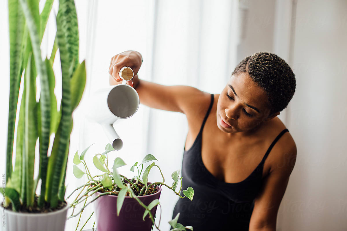 How to Use Plants to Clean the Air in Your Home
